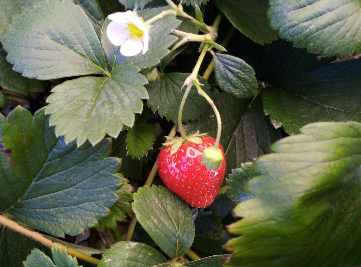 Fraisier, Hotel Artres - Valenciennes Querenaing 외부 사진